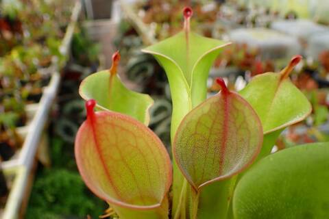 Heliamphora（ヘリアンフォラ）の商品一覧 | Y's Exotics （山田