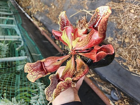 O613 S. purpurea ssp. venosa (seedling) Y's 