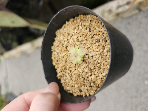 J569 1-2 P. laueana {undulate geraium flower}[BCP ID# P2193,2277] BCP 
