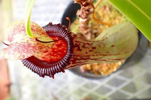 Nepenthes（ネペンテス/ウツボカズラ）の商品一覧 | Y's Exotics