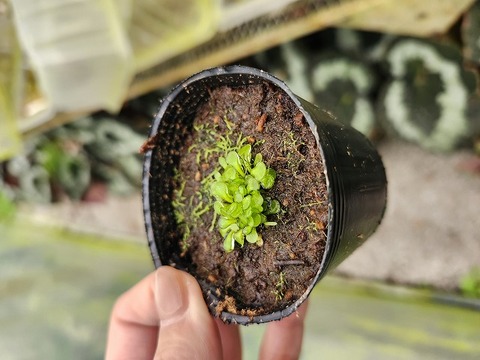 商品一覧 - Y's Exotics （山田食虫植物農園）