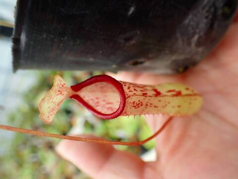 商品一覧 - Y's Exotics （山田食虫植物農園）