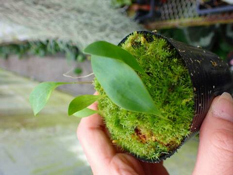 超希少　斑入りオヒルギ 商品一覧 - Y's Exotics （山田食虫植物農園）