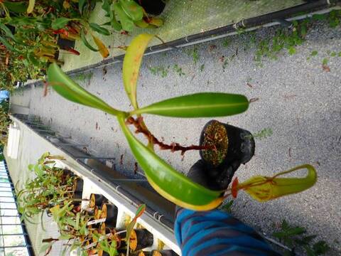 G459 5-3 N. [(thorelii x rafflesiana) x thorelii squat] x lowii Kinabalu