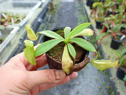 チェケラプランツ 商品一覧 - Y's Exotics （山田食虫植物農園）