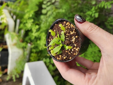 食虫植物　お知らせ用 Y's Exotics （山田食虫植物農園）