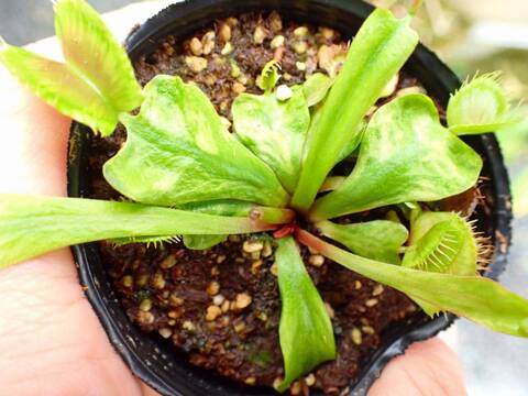 E106 5-1 Dionaea muscipula 鈴木系 original