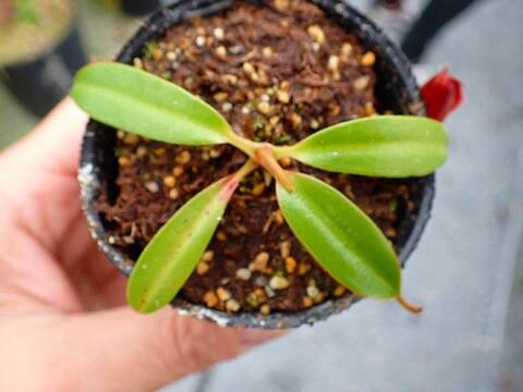 商品一覧 - Y's Exotics （山田食虫植物農園）