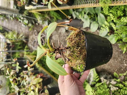 G624 1-4 N. spectabilis giant x edwardsiana #NNN 