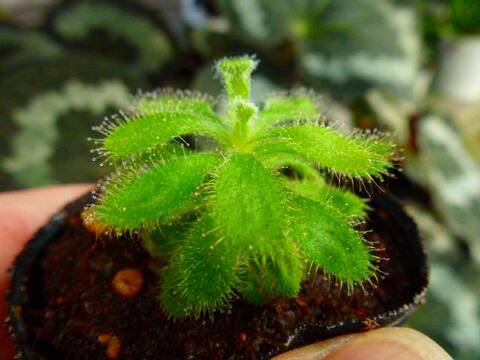 tarou　3種　ガメラG2 2種とドロセラ　種子30個 Drosera（ドロセラ/モウセンゴケ）の商品一覧 | Y's Exotics