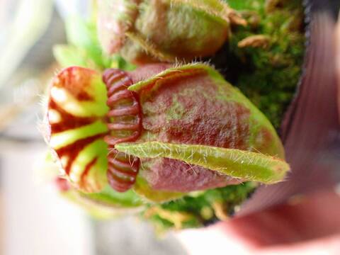 商品一覧 - Y's Exotics （山田食虫植物農園）