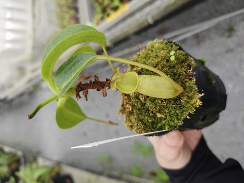 P133 5-1 N. (bicalcarata x campanulata) x xalisaputrana  #NNN