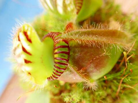 商品一覧 - Y's Exotics （山田食虫植物農園）