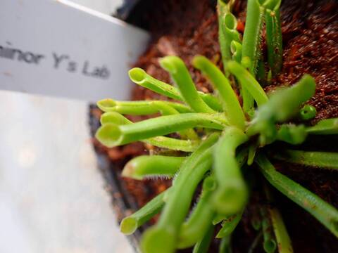 P624 2H [YA-27] H. minor Y's Lab