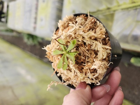 Y031 1-4 D. hamiltonii BCP