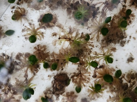 Y156 1-2 Aldrovanda vesiculosa：京都巨椋池系統