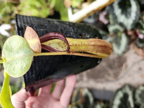 商品一覧 - Y's Exotics （山田食虫植物農園）