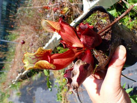 E201 S. purpurea ssp. venosa (伊勢花菖蒲園選別丸形株 No.14) MS