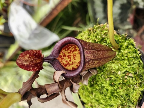 11/30まで ウツボカズラ　N.アッテンボロギー　食虫植物 大得価，人気SALE】 ネペンテス アッテンボロギー ウツボカズラ 食虫植物