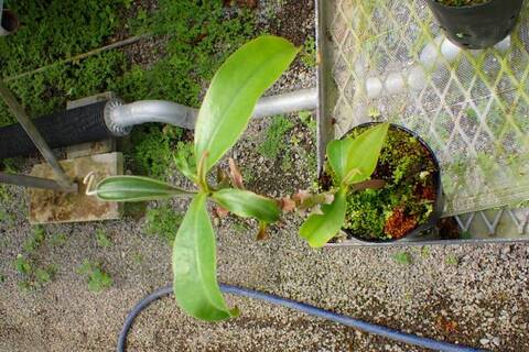 Nepenthes（ネペンテス/ウツボカズラ）の商品一覧 | Y's Exotics