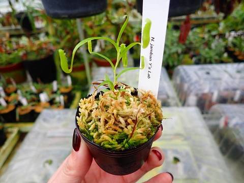 Nepenthes（ネペンテス/ウツボカズラ）の商品一覧 | Y's Exotics （山田食虫植物農園）