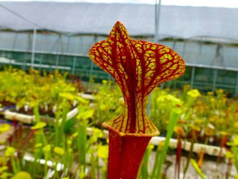 Sarracenia（サラセニア）の商品一覧 | Y's Exotics （山田食虫植物農園）