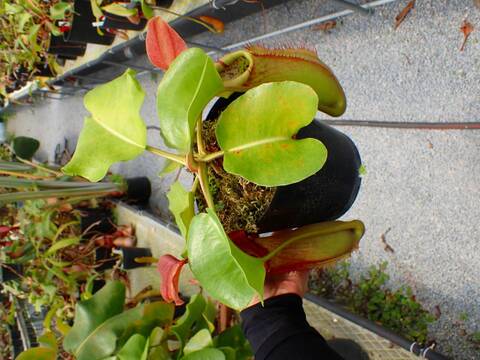 Y297 5-1 N. truncata red (Mt. Redondo, Dinagat Island) OF