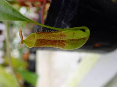 商品一覧 - Y's Exotics （山田食虫植物農園）