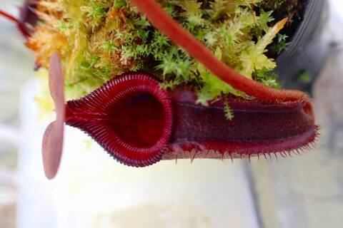 Nepenthes（ネペンテス/ウツボカズラ）の商品一覧 | Y's Exotics