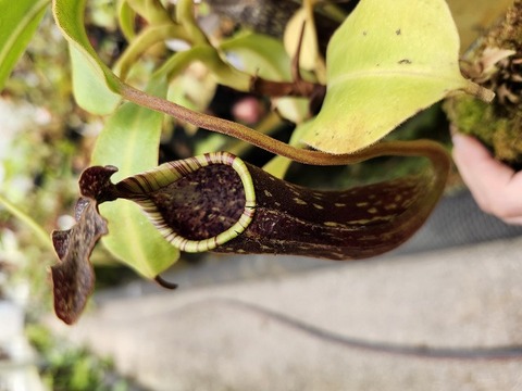 BUTTERFLY - 黒丸烏 商品一覧 | Y's Exotics （山田食虫植物農園）