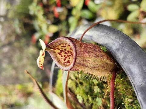 Nepenthes（ネペンテス/ウツボカズラ）の商品一覧 | Y's Exotics （山田食虫植物農園）