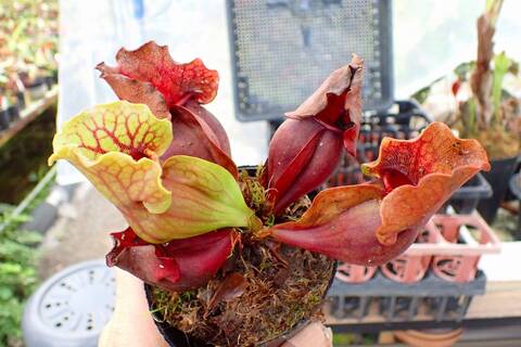 R409 1H S. purpurea ssp. venosa (伊勢花菖蒲園選別丸形株 No.16) MS