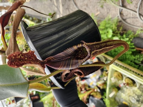 食虫植物N.mollis BE (ネペンテス　モーリス) Yahoo!オークション - （食虫植物）Nepenthes molis ネペンテス モリス