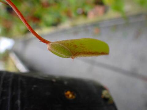 Y063 5-3 #BBB N. Fuso (oiso x khasian) 一正園