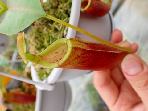 E602 5-1 N. (bicalcarata x campanulata) x lowii #NNN