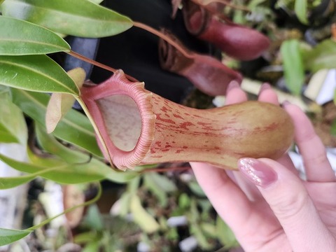 商品一覧 - Y's Exotics （山田食虫植物農園）