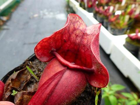 Sarracenia（サラセニア）の商品一覧 | Y's Exotics （山田食虫植物農園）