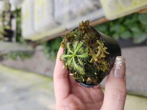 商品一覧 - Y's Exotics （山田食虫植物農園）