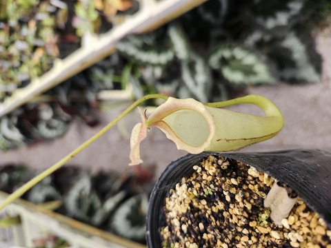 商品一覧 - Y's Exotics （山田食虫植物農園）