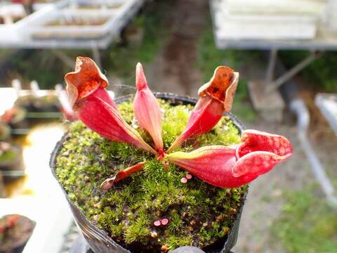 G554 4-1 S. purpurea ssp. venosa var. burkii Araflora