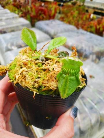 Cephalotus follicularis （セファロタス/フクロノユキノシタ）の商品