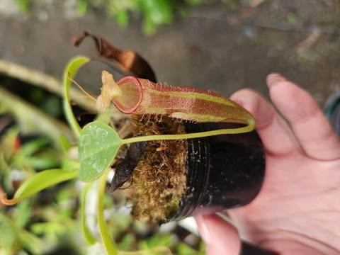 Y298 1-2 N. (maxima x campanulata) x xharryana Tambuyukon  #NNN 
