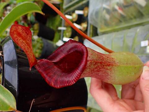 11/30まで　ウツボカズラ　N.トラスマディエンシス　食虫植物 Nepenthes Trusmadiensis ネペンテス トラスマディエンシス