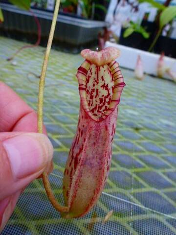 Nepenthes（ネペンテス/ウツボカズラ）の商品一覧 | Y's Exotics （山田食虫植物農園）