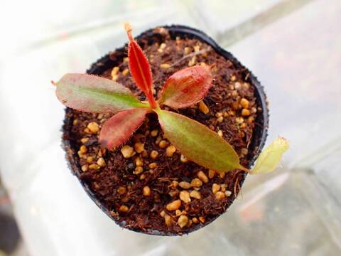 商品一覧 - Y's Exotics （山田食虫植物農園）