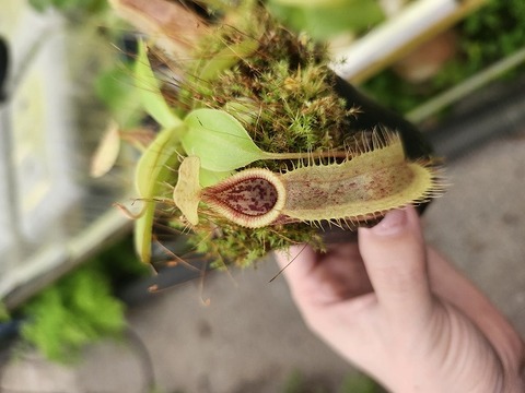 ネペンテス七種セット(宅急便発送) ネペンテス七種セット(宅急便発送) Nepenthes（ネペンテス