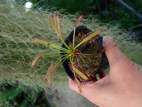 R192 3-1 D. capensis `Crested' Nature