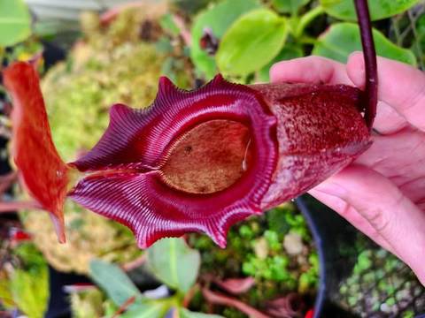 Nepenthes（ネペンテス/ウツボカズラ）の商品一覧 | Y's Exotics