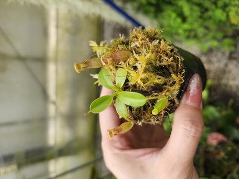 ペッパーペッパー　イロハモミジ Amazon | タ ミ ヤ ミニ四駆 プロトエンペラーZX プレミアム S