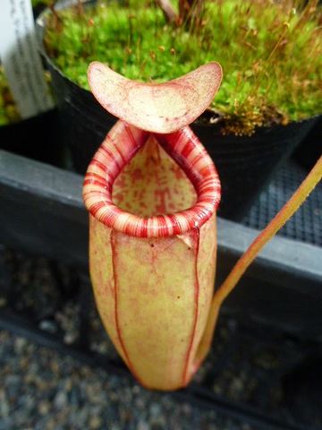 Nepenthes（ネペンテス/ウツボカズラ）の商品一覧 | Y's Exotics （山田食虫植物農園）